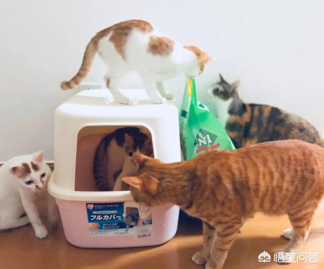猫咪尿频尿急尿不尽用什么药:猫咪尿频尿少吃什么药合适 头条的朋友们我家猫咪这两天频繁去厕所还尿不出来应该吃什么药？