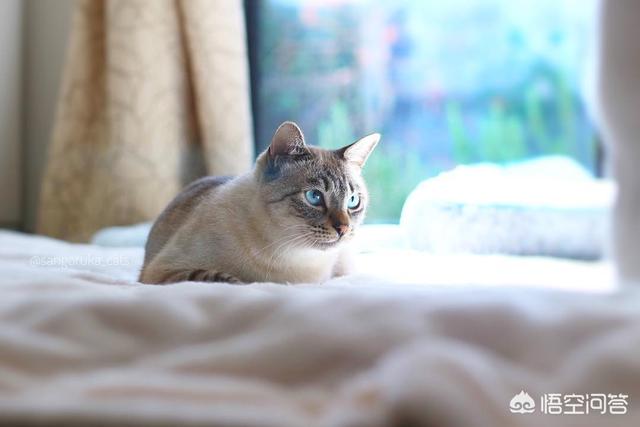 猫咪摇头打喷嚏:猫咪打喷嚏是不是感冒了？