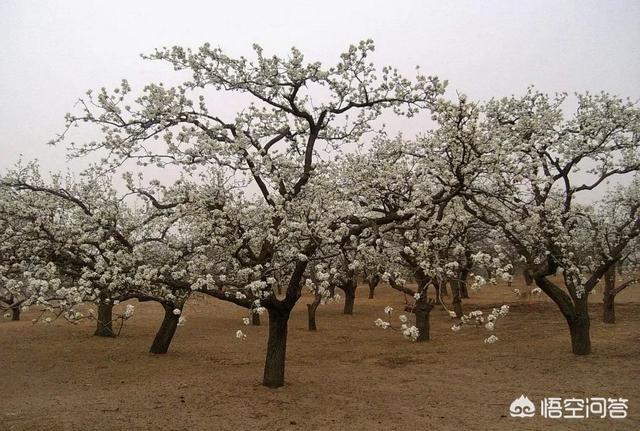 梨树病虫害防治，梨树各月份如何管理和防治病虫害