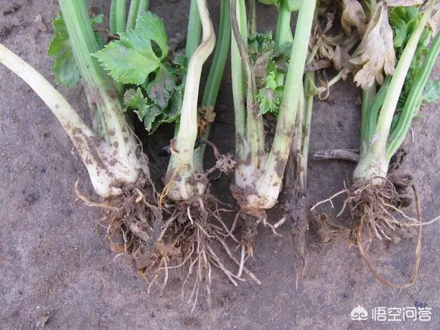 十字花科蔬菜软腐病:十字花科蔬菜软腐病的防治措施包括 芹菜黑根，软腐病怎么办？
