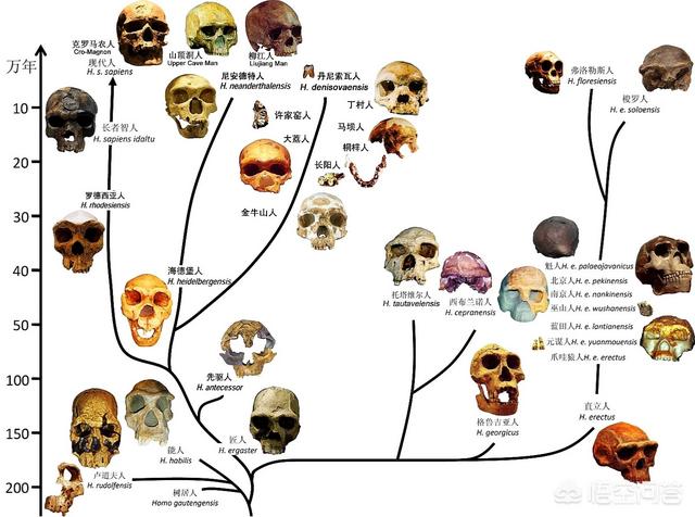 除了尼安德特人外,现代人身上还有其他古人类基因吗?
