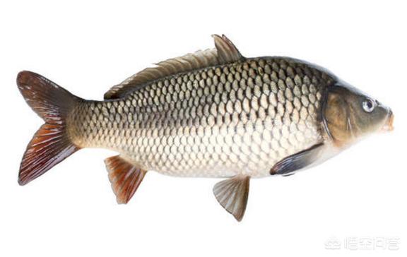 这4种鱼尽量少吃，罗非鱼被中国列为入侵物种，为什么有些吃货们却不吃罗非鱼