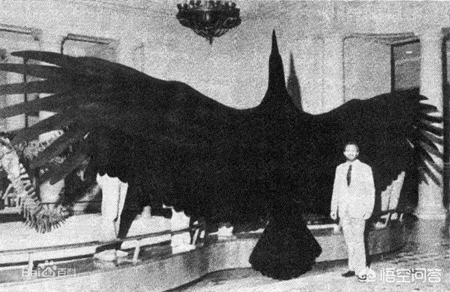 陆地有大象，海里有鲸鱼，为什么天上很少有比人体型更大的生物？