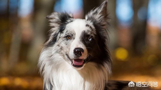 边境牧羊犬的图片上传:饲养边牧有哪些误区不能踩？