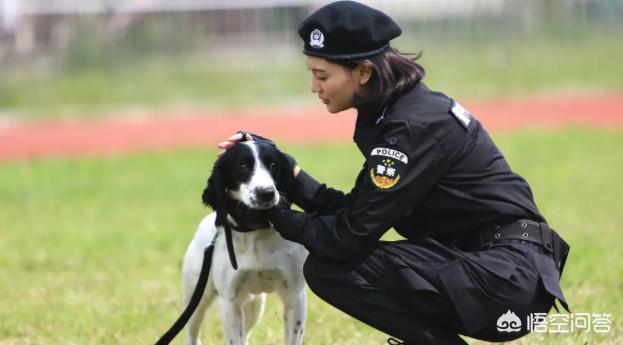 警花与警犬:如何评价电视剧《警花与警犬》？为何被频频吐槽？ 警花与警犬的狗
