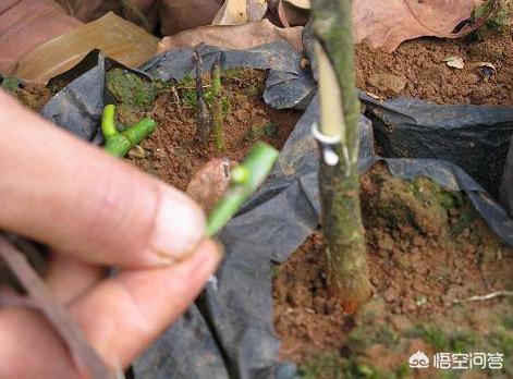 菠萝蜜怎么种植方法,怎样打理菠萝蜜才会结果？