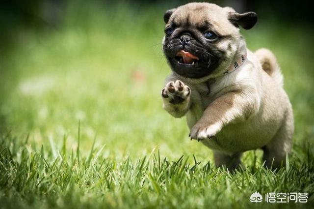 八哥狗好养吗古牧犬:法国斗牛犬和巴哥犬哪个好养？