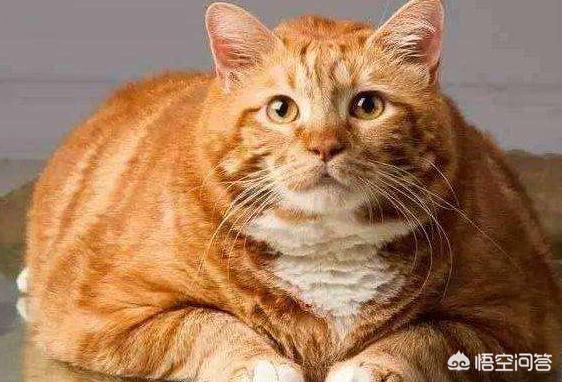 大脸猫图片呆萌: 大脸橘猫是什么品种，脸圆圆的猫叫什么？