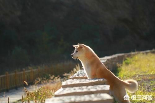 德牧趴蹄会好吗:秋田犬有点趴蹄，用什么办法解决？