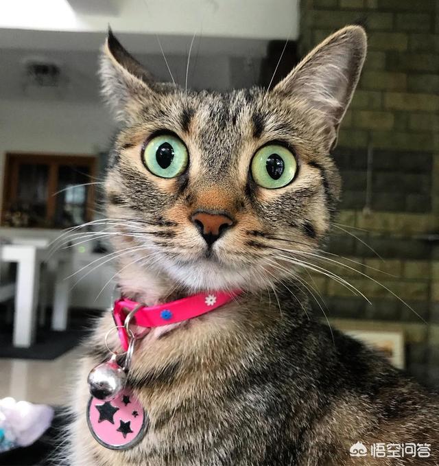 我的伽菲猫跑酷:汤姆猫跑酷游戏介绍作文我想写一篇作文，可我又不知道怎么写？