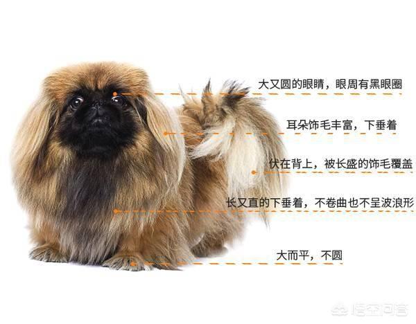 白色京巴狗的性格:京巴犬（北京犬）是什么情况？