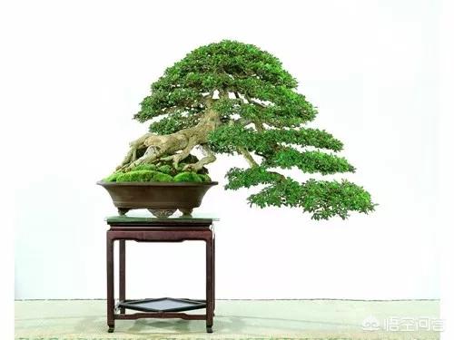 盆景五大流派:做盆栽的话，需要什么样的技术？