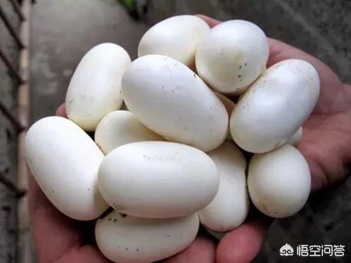 为什么挖到蛇要停工，在农村的户外捡到很多的蛇蛋，蛇蛋有没有毒呢可不可以吃呢