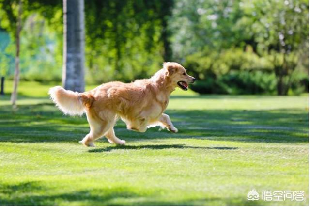 怎样训练金毛狗狗学习等待:家里有只金毛，该如何训练技能？