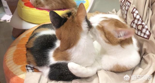猫瘟:捡了个流浪猫，来家4天了，检测猫瘟弱阳性，是真的猫瘟吗？