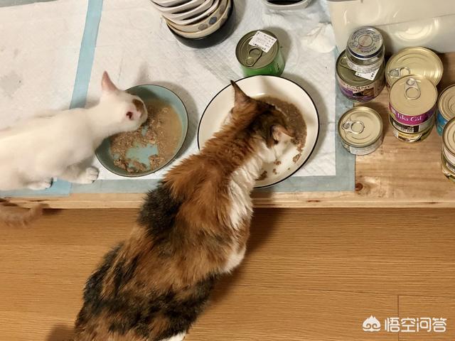 猫瘟:捡了个流浪猫，来家4天了，检测猫瘟弱阳性，是真的猫瘟吗？