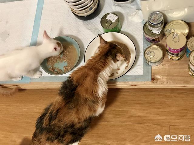 猫泛白细胞减少症热形:怎么才能避免猫咪得猫瘟？ 猫泛白细胞减少症病毒