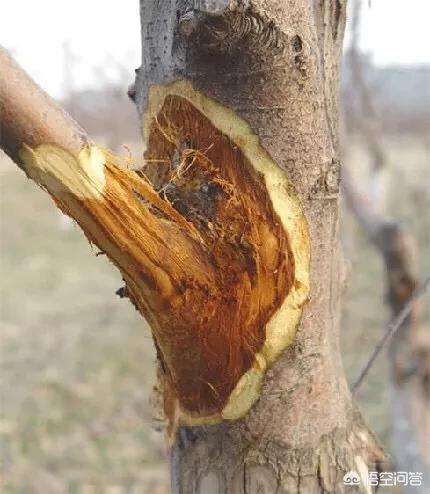苹果树干腐病流黄水怎么办？
