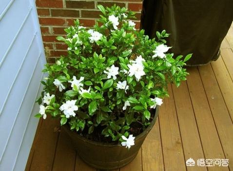 栀子花老叶发黄正常吗？