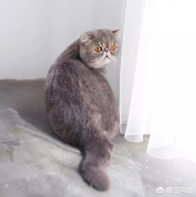 可爱伽菲猫视频:「加菲猫」到底是什么猫？