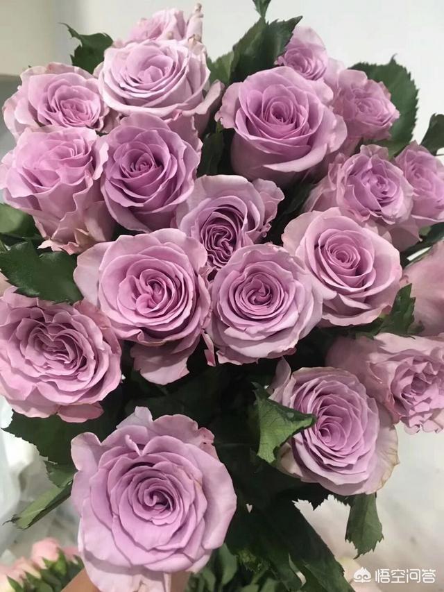 家养月季花栽培:月季花可以无土栽培吗？如何做？
