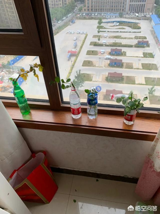 红酒杯微信唯美头像:有哪些花友必备的月季花品种可以推荐下