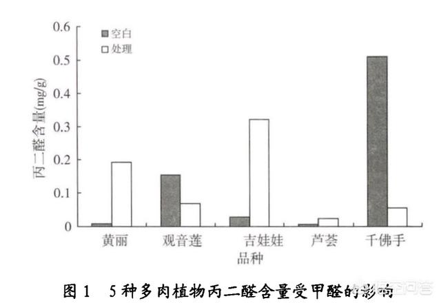 多肉这种植物到底吃什么，多肉植物用什么养最好