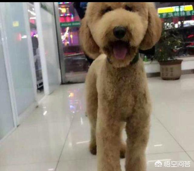 黑色巨型贵宾犬的价格:为什么现在那么少人养巨型贵宾犬？