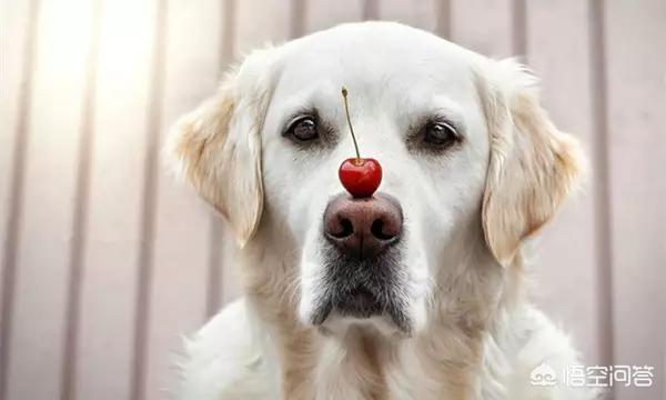 拉不拉多犬幼犬:如何正确的喂养拉布拉多幼犬？ 拉布拉多幼犬照片