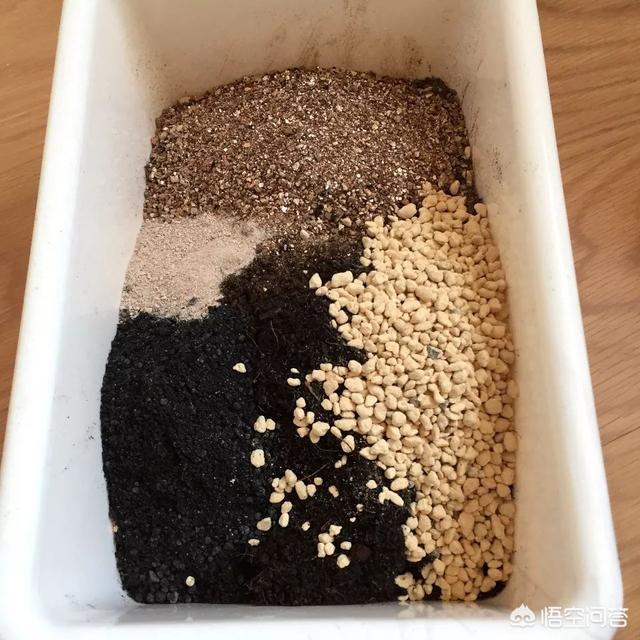 花土里加火山石:盆栽花卉底部垫上陶粒有什么好处和弊端？
