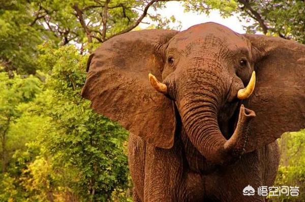 大象鸟树:为什么大象是森林建造者？