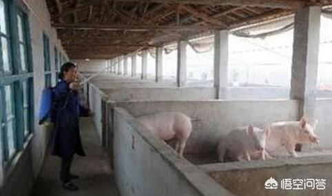 温氏死猪肉:万头病死猪被偷埋浙江大银山，已挖出800吨，你怎么看？