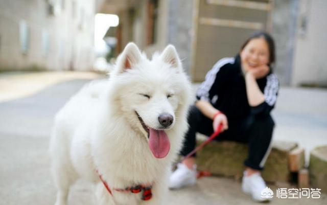 适合女生饲养的伴侣犬:哪些狗狗最适合人喂养呢？