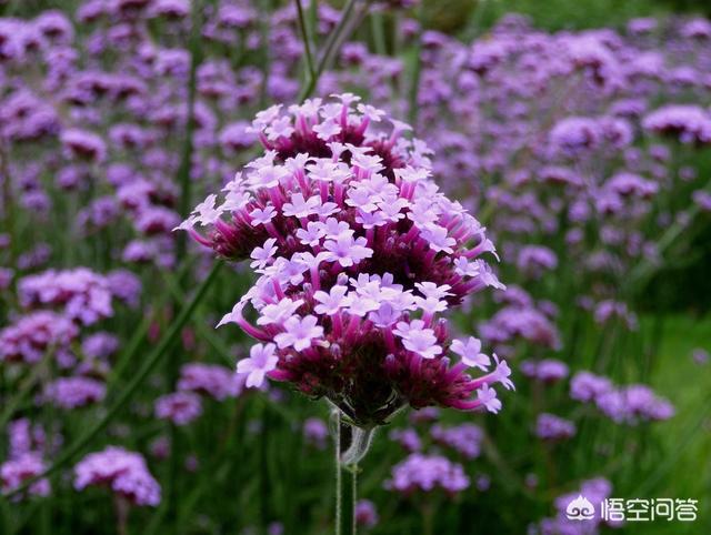蓝花鼠尾草的繁殖方法:六月份播种子的有哪些花？