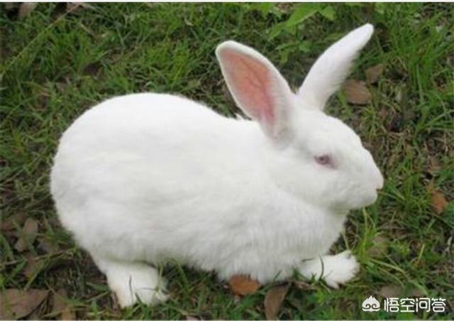 垂耳兔的价格多少:2019年兔子最新价格多少钱一只？兔子肉是发物吗？如何保存？
