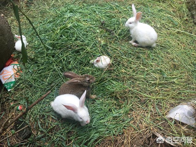 宠物兔拉肚子怎么配药:怀孕母兔拉肚子用什么药物呢？