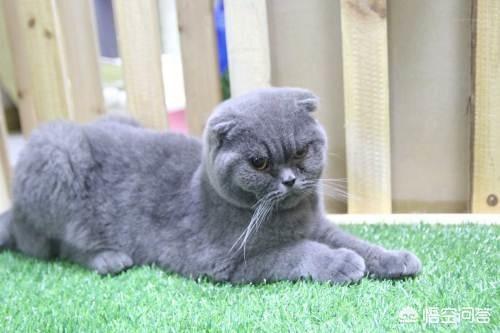 不爽猫:英短脸不圆是不是不纯，英短蓝猫怎么看脸圆？ 不爽猫图片