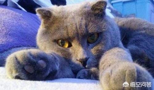不爽猫:英短脸不圆是不是不纯，英短蓝猫怎么看脸圆？ 不爽猫图片
