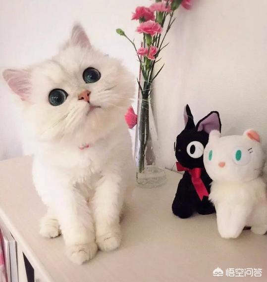 包子脸猫:猫小时候包子脸长大会变不？ 包子脸猫咪是什么品种
