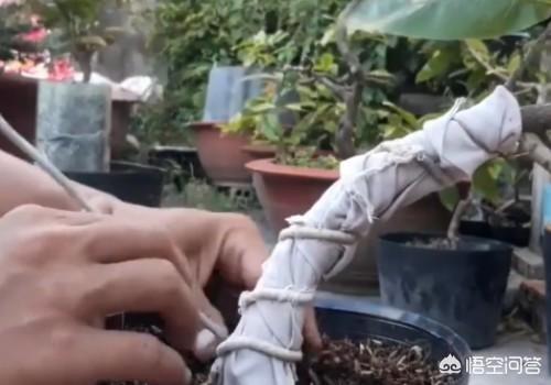 枣庄的石榴花几月开:枣庄附近有看花的好地方吗？