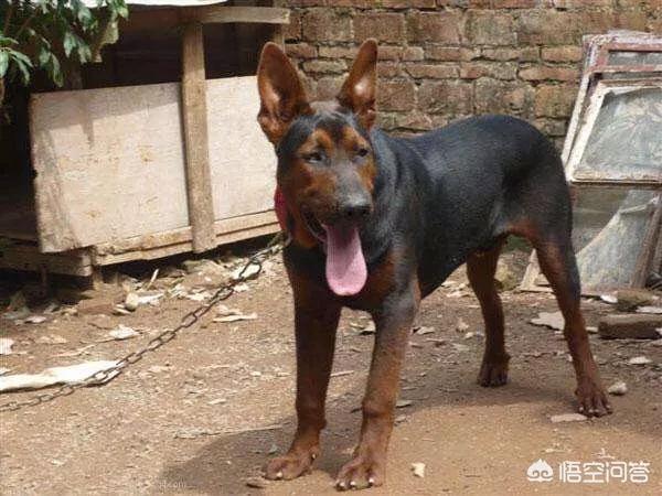 德牧和大丹犬配狗图片:我国的哪种狼犬打得过德国牧羊犬？为什么？