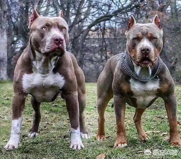 天津松狮犬舍:养宠物，松狮犬选公的好还是母的好？