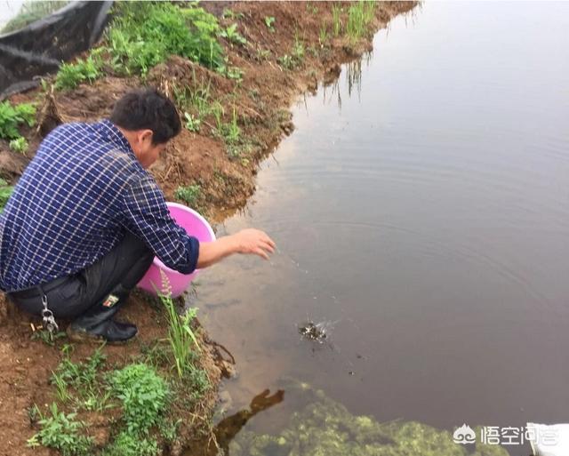 树龙虾吃什么食物:养殖的小龙虾都吃些什么？