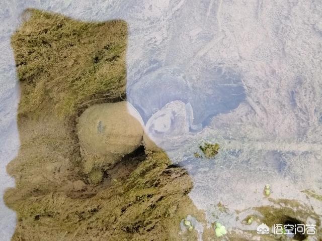 龙虾吃什么:小龙虾幼虾和虾苗吃什么？