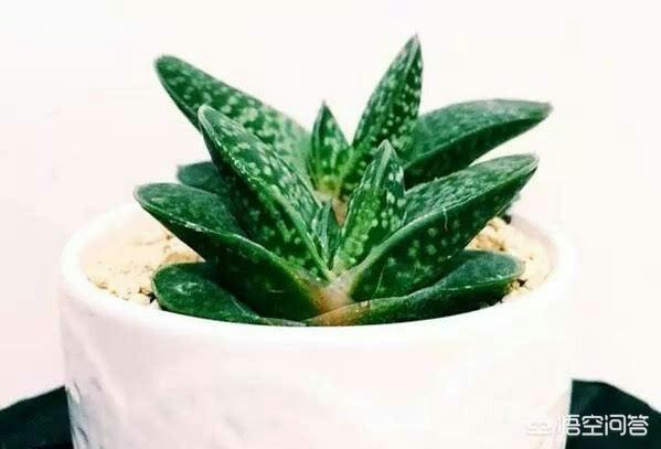 多肉熊童子好养不:有哪些好养、不出状态也好看的多肉植物？