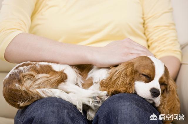 军犬图片:有哪些牧羊犬颜值高、智商高？