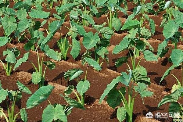 合果芋株高:树地可以种芋头吗？需要注意什么？