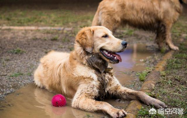 金毛犬性格缺点:金毛这么完美的狗狗也有缺点吗？有哪些缺点呢？