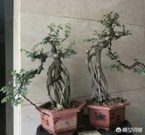 今年春天挖的一棵普通小榆树,叶子都是掉光之后重新长出来的。请教今年是放养还是剪枝？