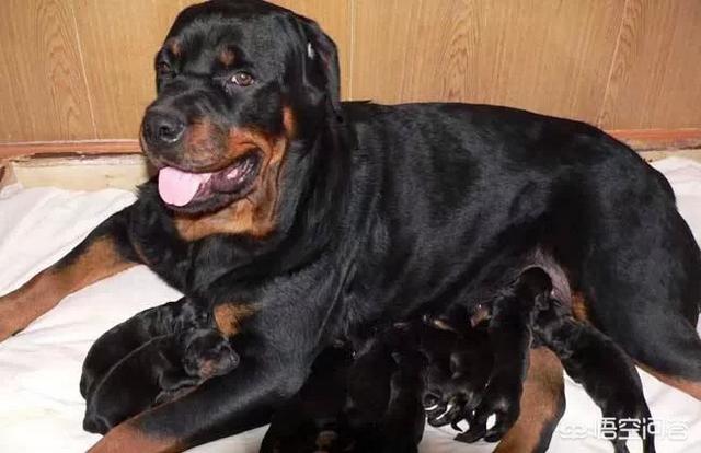 罗威那犬:饲养罗威纳犬有什么好处与坏处？
